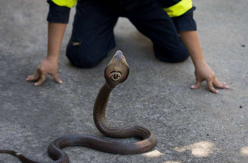 Snake Control