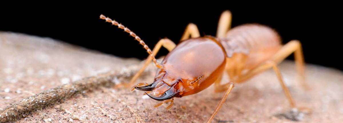 Termites - Facts, Identification & Control | Greencare ...