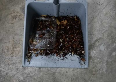 Cockroach Pest Control Singapore