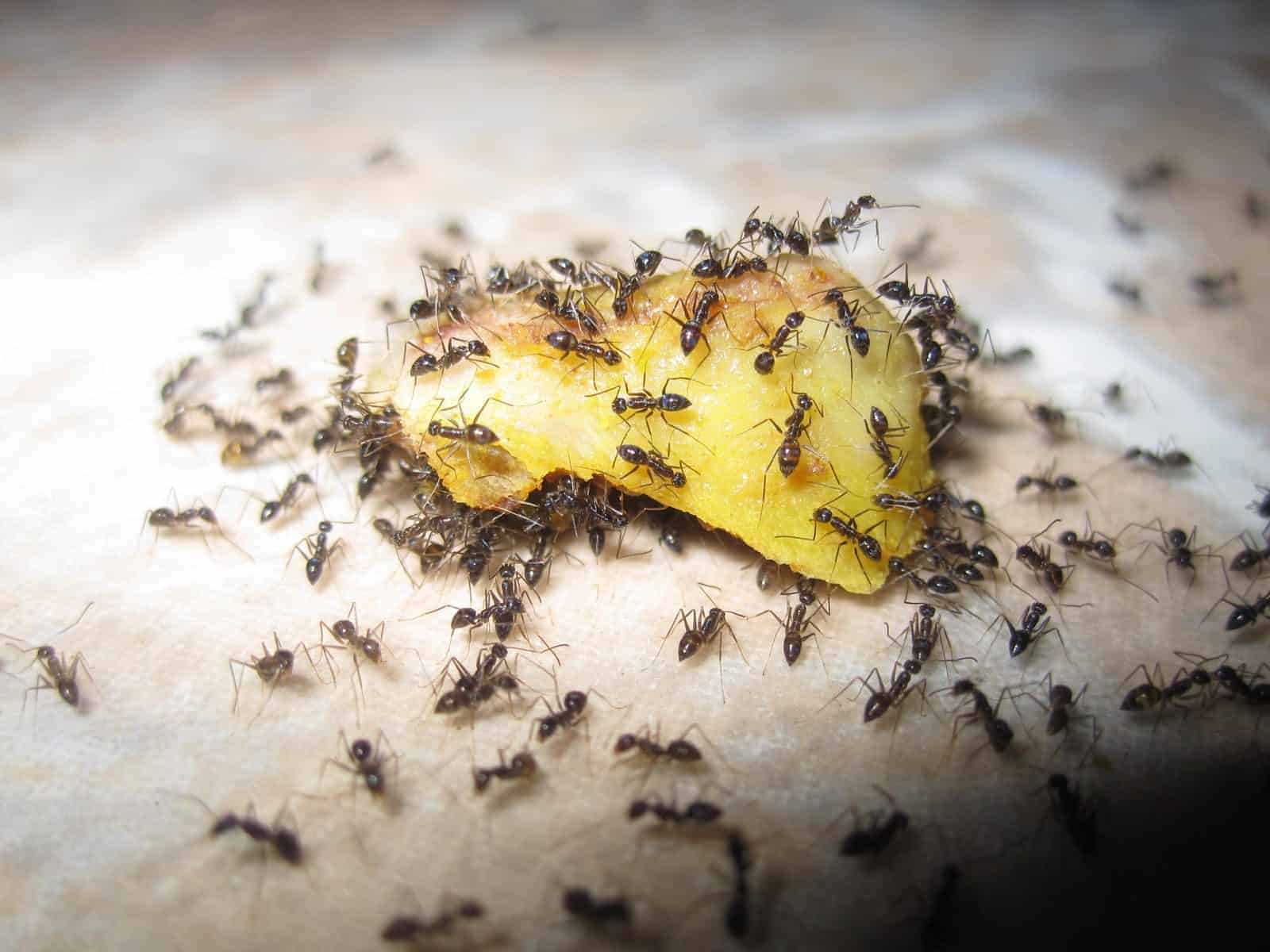 Get Rid of Ant Colonies