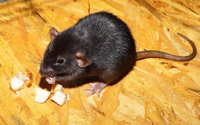 9 Signs You Need Rodent Control In Singapore