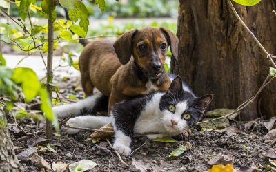 Is pest control safe for pets?