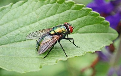 5 Myths About Fly Control in Singapore