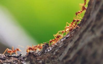 5 Most Common Ant Species in Singapore