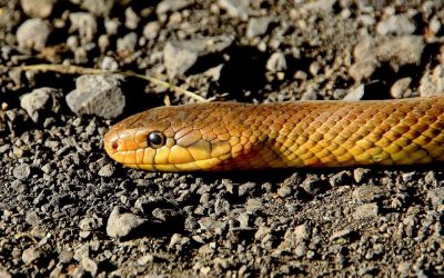 7 Most Common Types of Snakes in Singapore