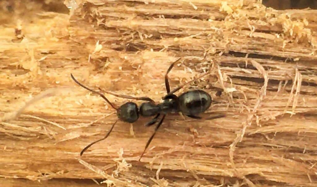 Common Ants - Carpenter Ants