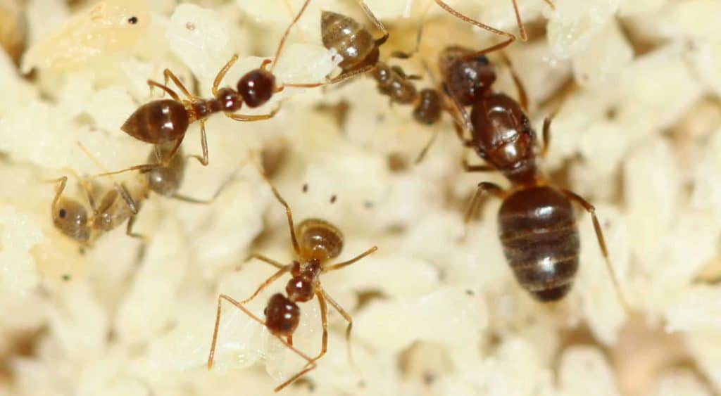 Common Ants - Crazy Ants