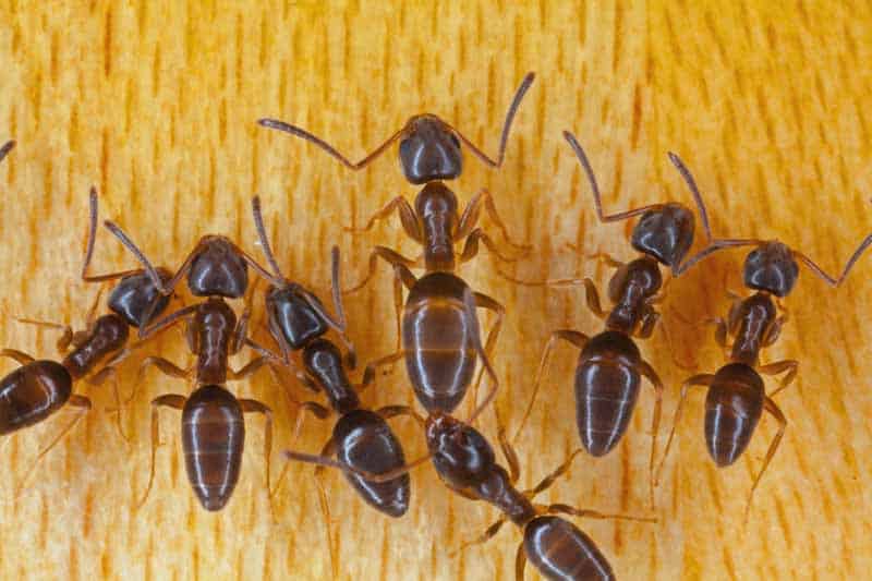 Common Ants - Odorous House Ants
