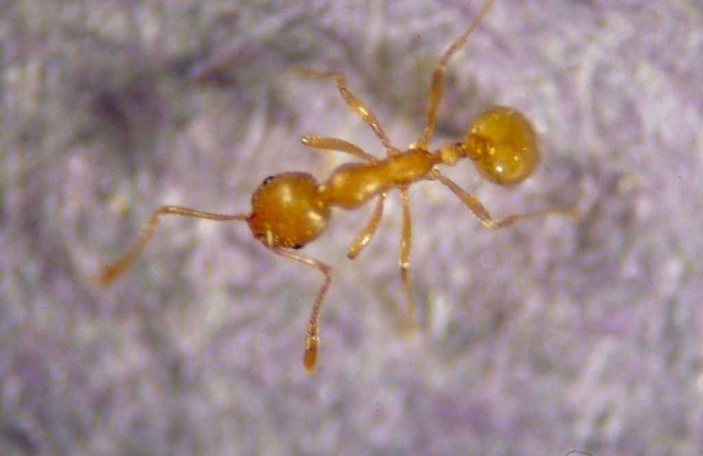 Common Ants - Pharaoh Ants