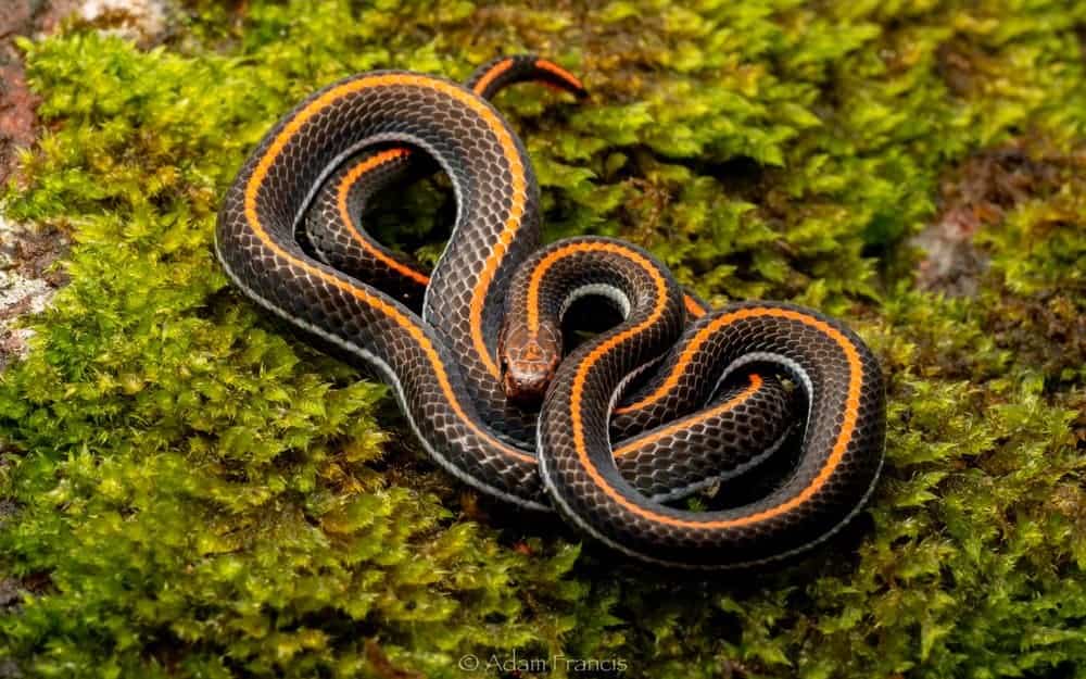 Common Snakes in Singapore - Banded Malayan Coral Snake
