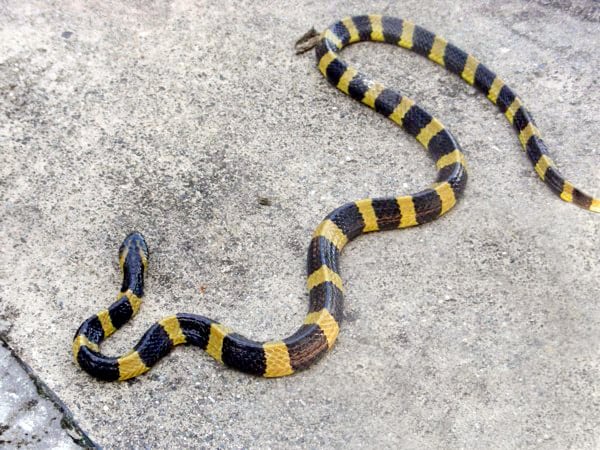 Common Snakes in Singapore - Banded Krait