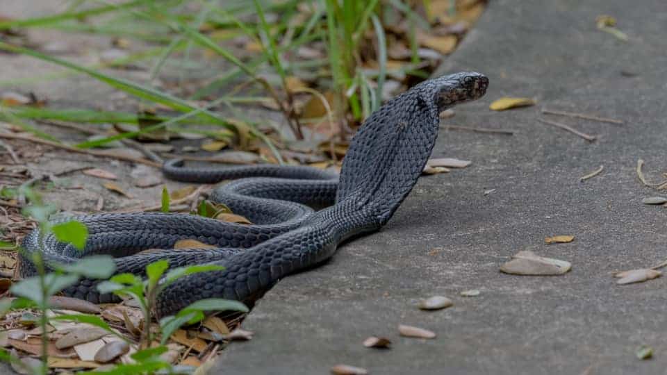 Common Snakes in Singapore - Black Spitting Cobra
