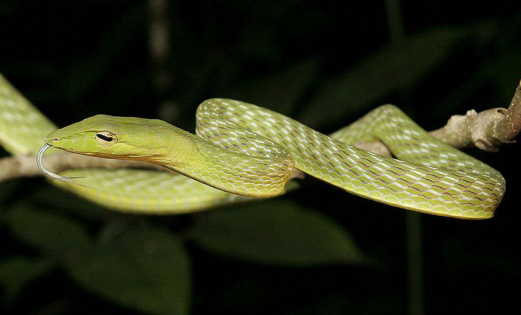 Common Snakes in Singapore - Oriental Whip Snake