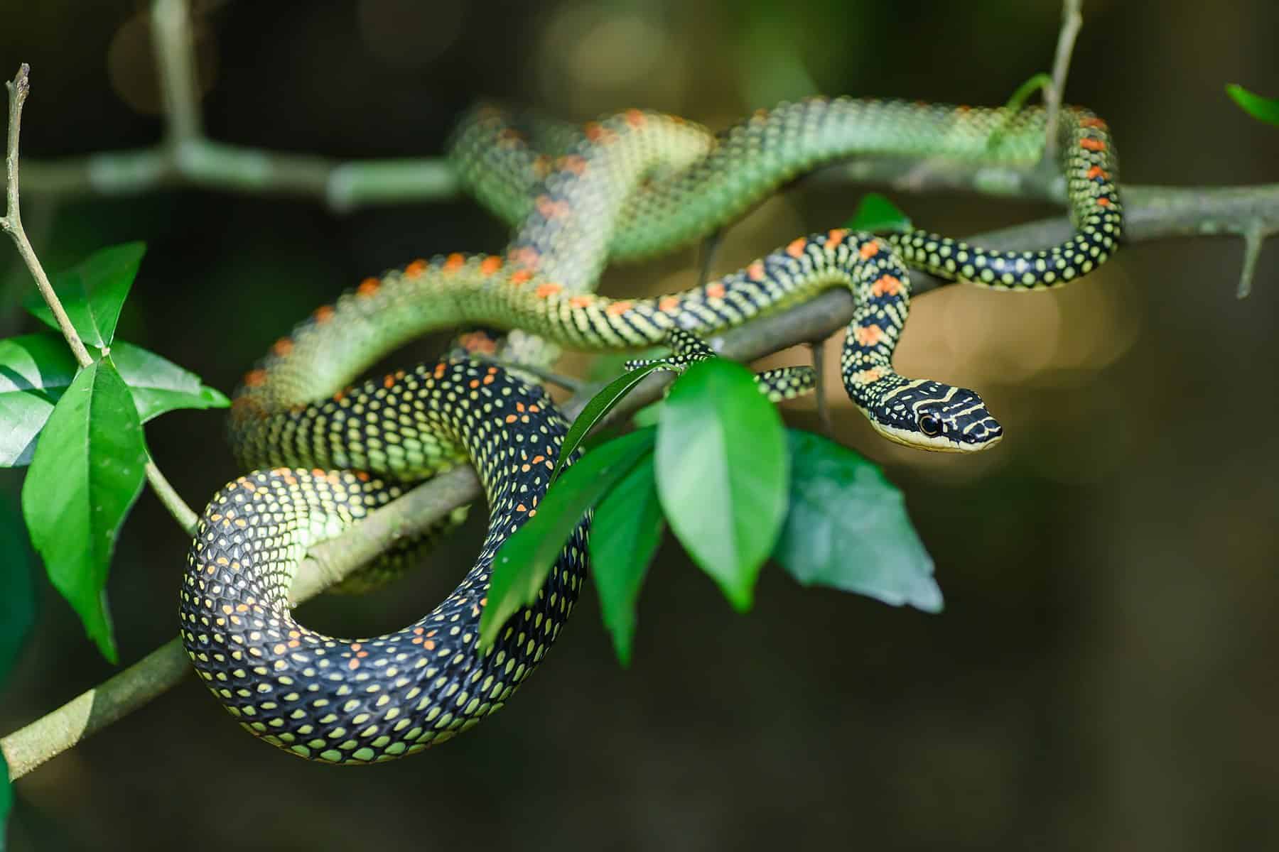Common Snakes in Singapore - Paradise Tree Snake