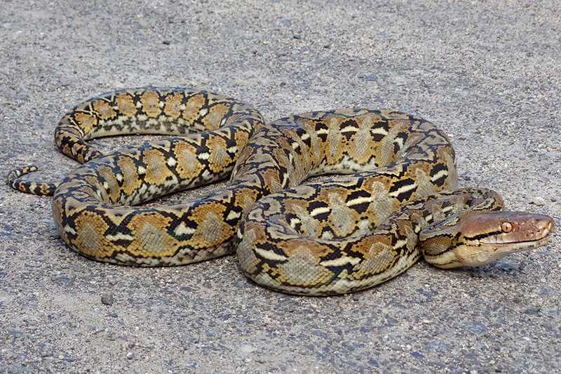 Common Snakes in Singapore- Reticulated Python