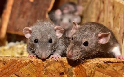 5 Reasons Why You Have Rodents At Home