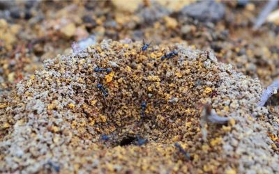 5 Ways To Kill Ants With Household Items