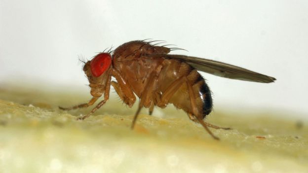 How To Identify A Fly And Its Dangers - Fruit Fly