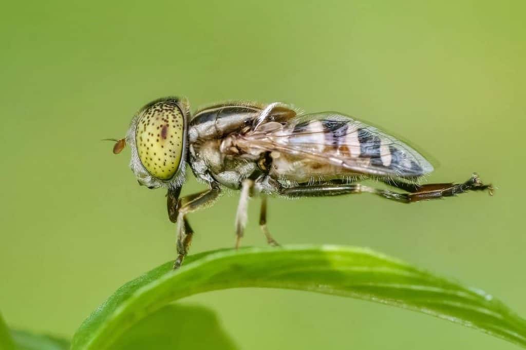 How To Identify A Fly And Its Dangers - Horsefly