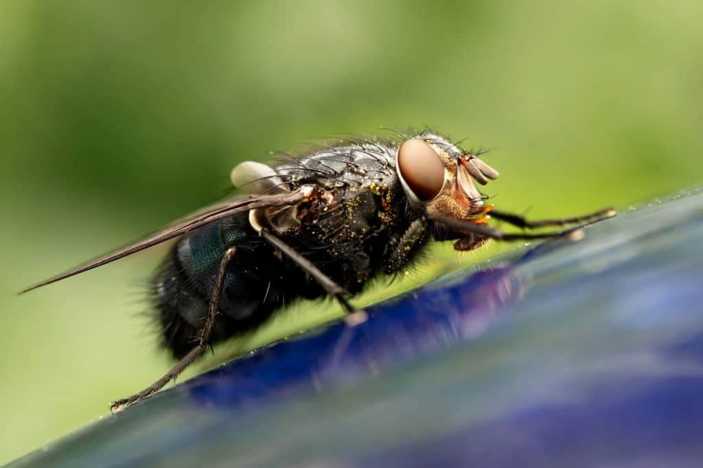 How To Identify A Fly And Its Dangers - House Fly
