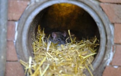 Mice And Rats: What’s The Difference?