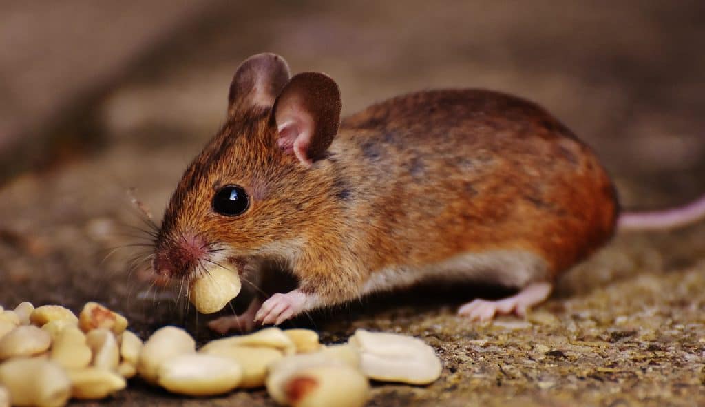 Mice And Rats: What's The Difference? Mice