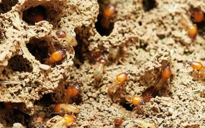 Top 9 Termite Facts