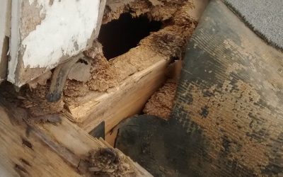 Termite Damage: What Does It Look Like