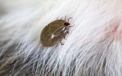 Ticks in Singapore: Why You Should Protect Your Home