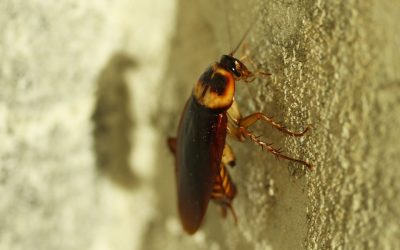 Cockroach Sightings In Your Home – But Why?