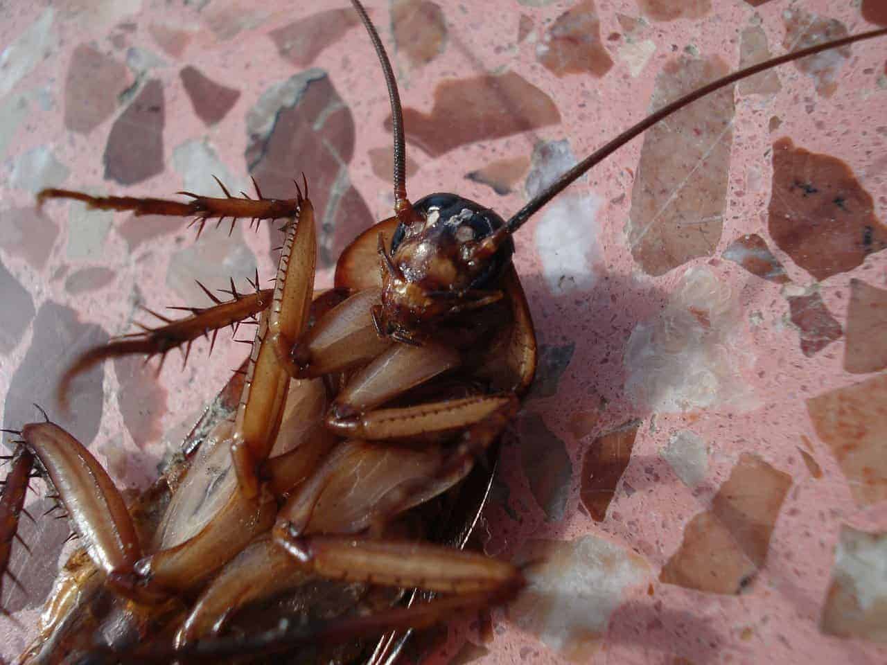 5 Ways On How to Get Rid of Cockroaches From Your Home Green Care