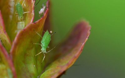How To Remove The 5 Most Common Indoor Plant Pests