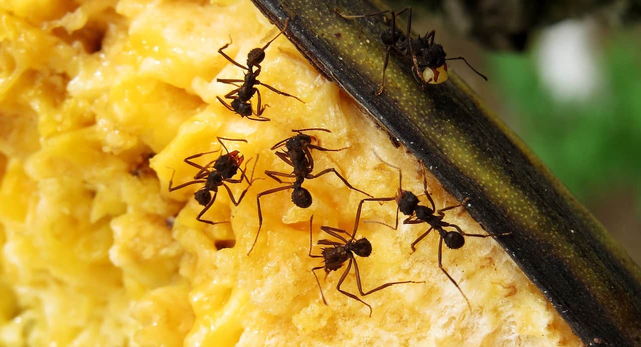 Where Did Ants In The House Come From? Greencare Pest Control