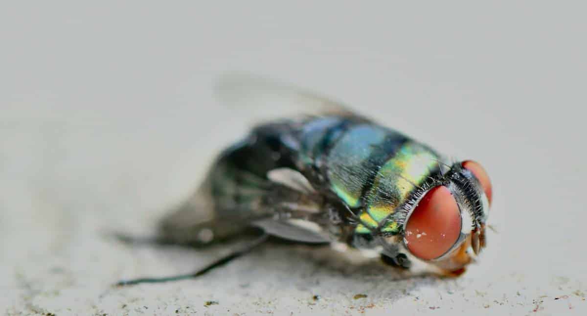 Fly Control - Green Care