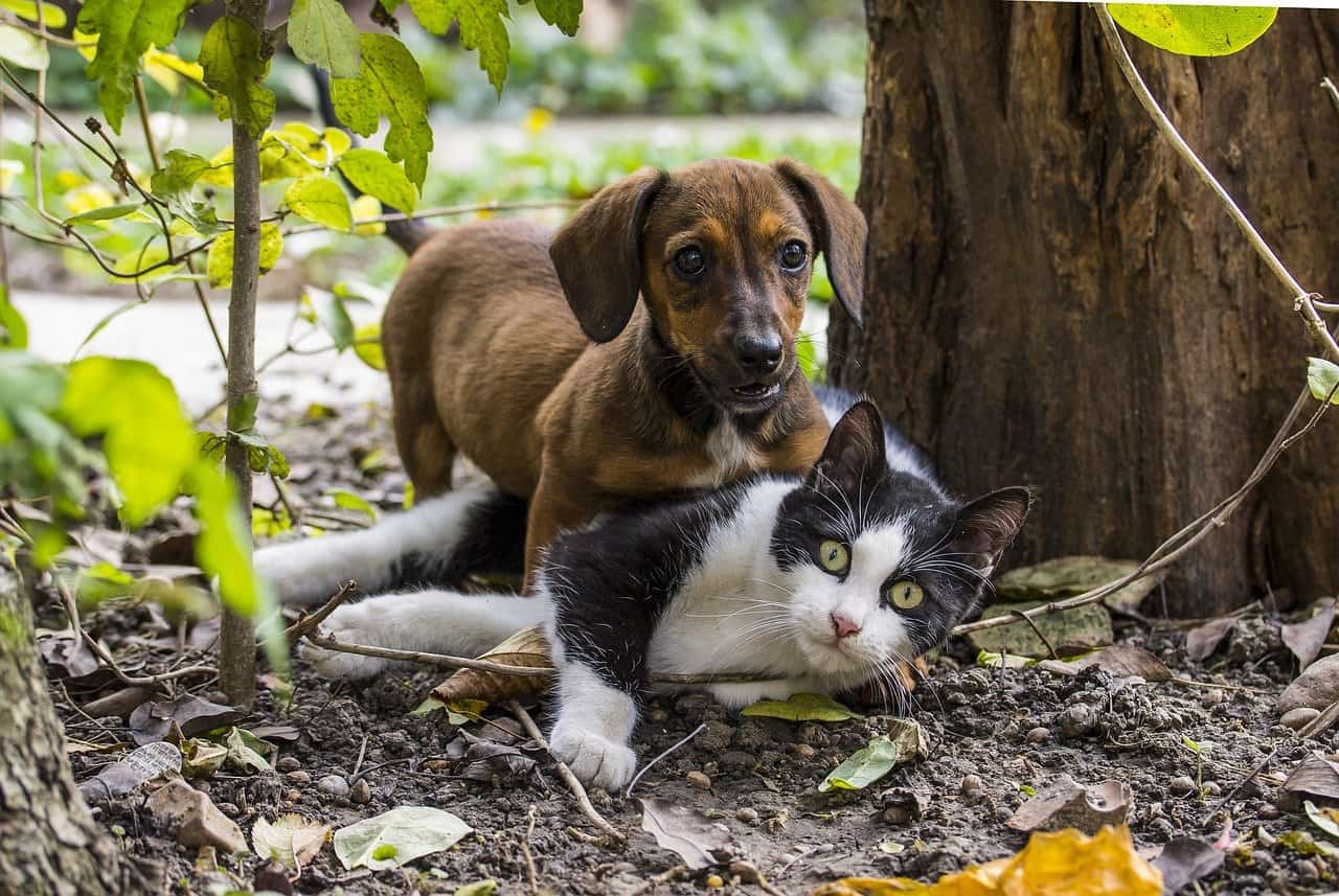 Biodegradable Year Round Flea Control For Cats At Home Reference: Fleas On Pets In Singapore