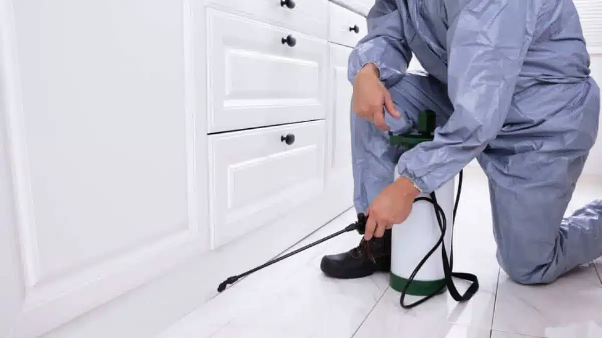 Termite Control & Treatment in Singapore - Greencare