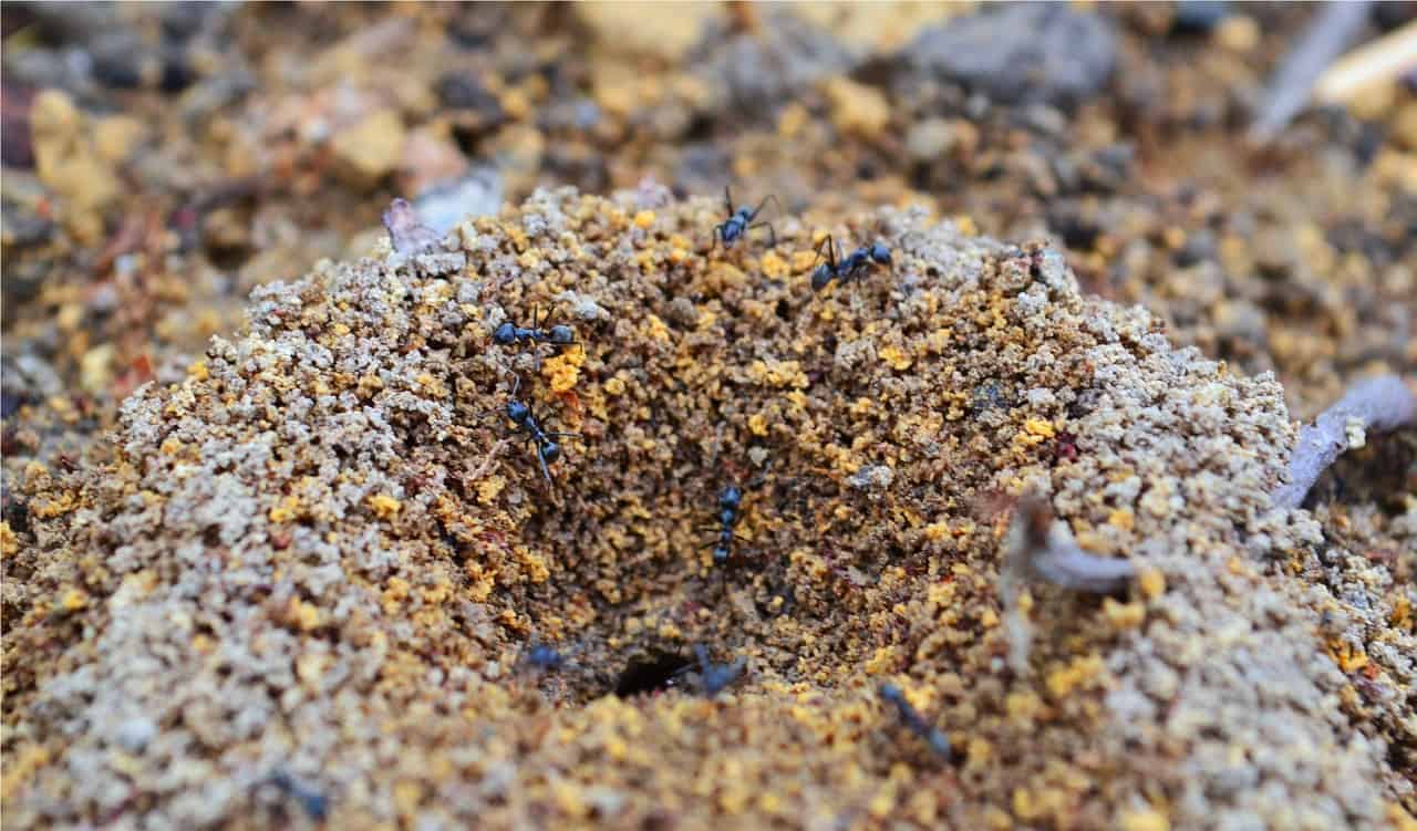 5 Ways To Kill Ants With Household Items Green Care