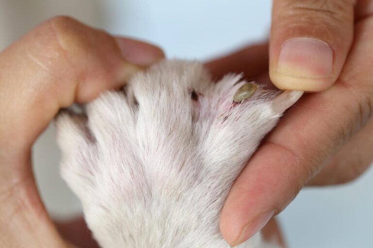 Photo inspiration: Fleas On Pets In Singapore Photo Inspiration