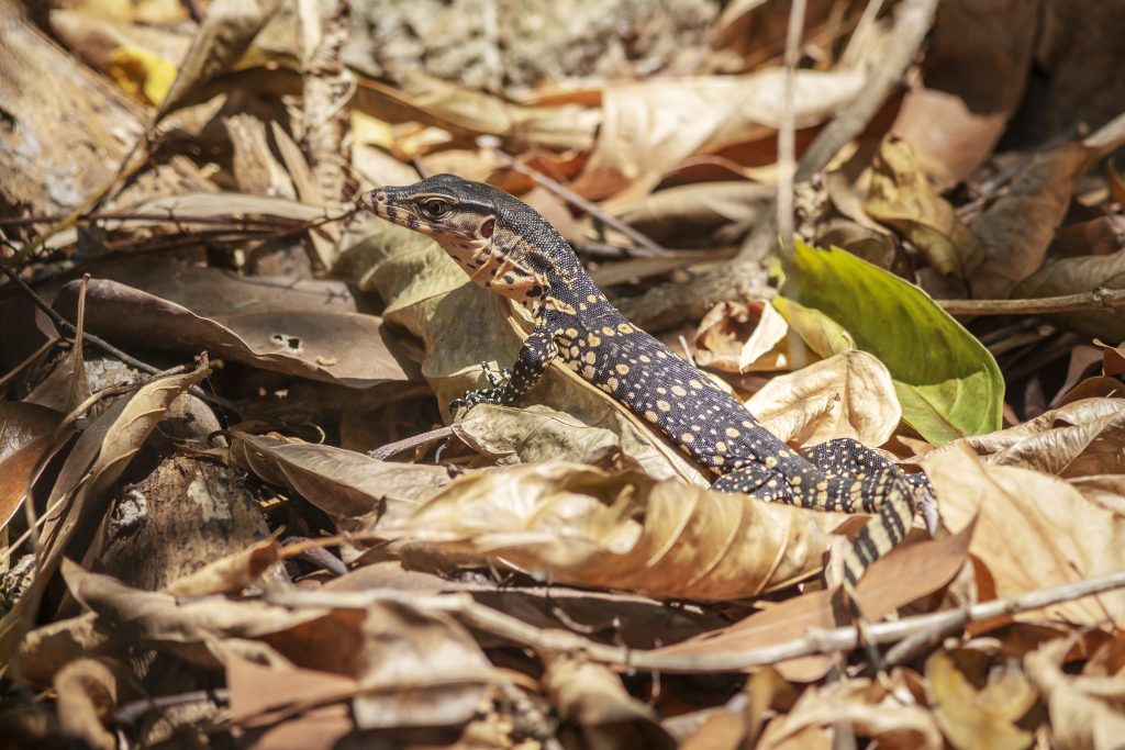 snake pest control