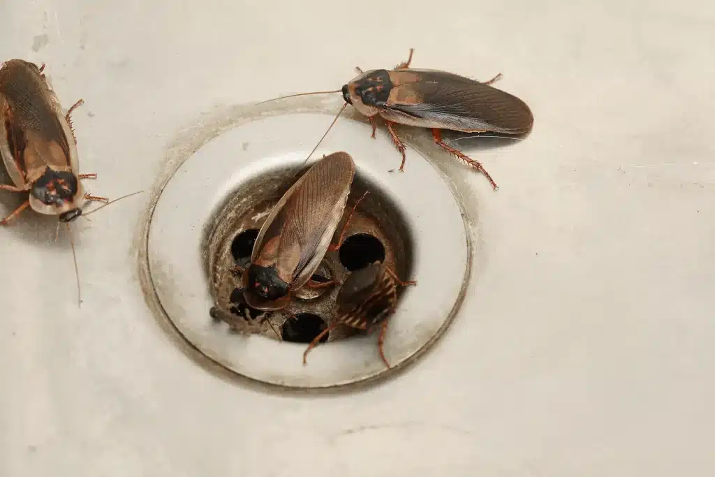 Why Your Singapore Home Might Attract Cockroach Infestations