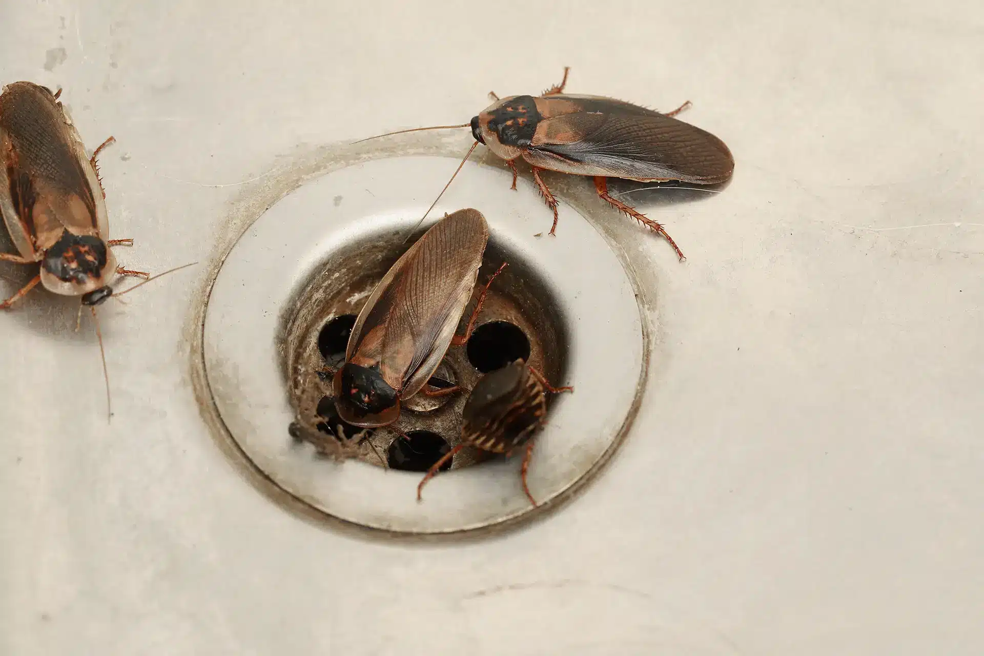 Why Your Singapore Home Might Attract Cockroach Infestations