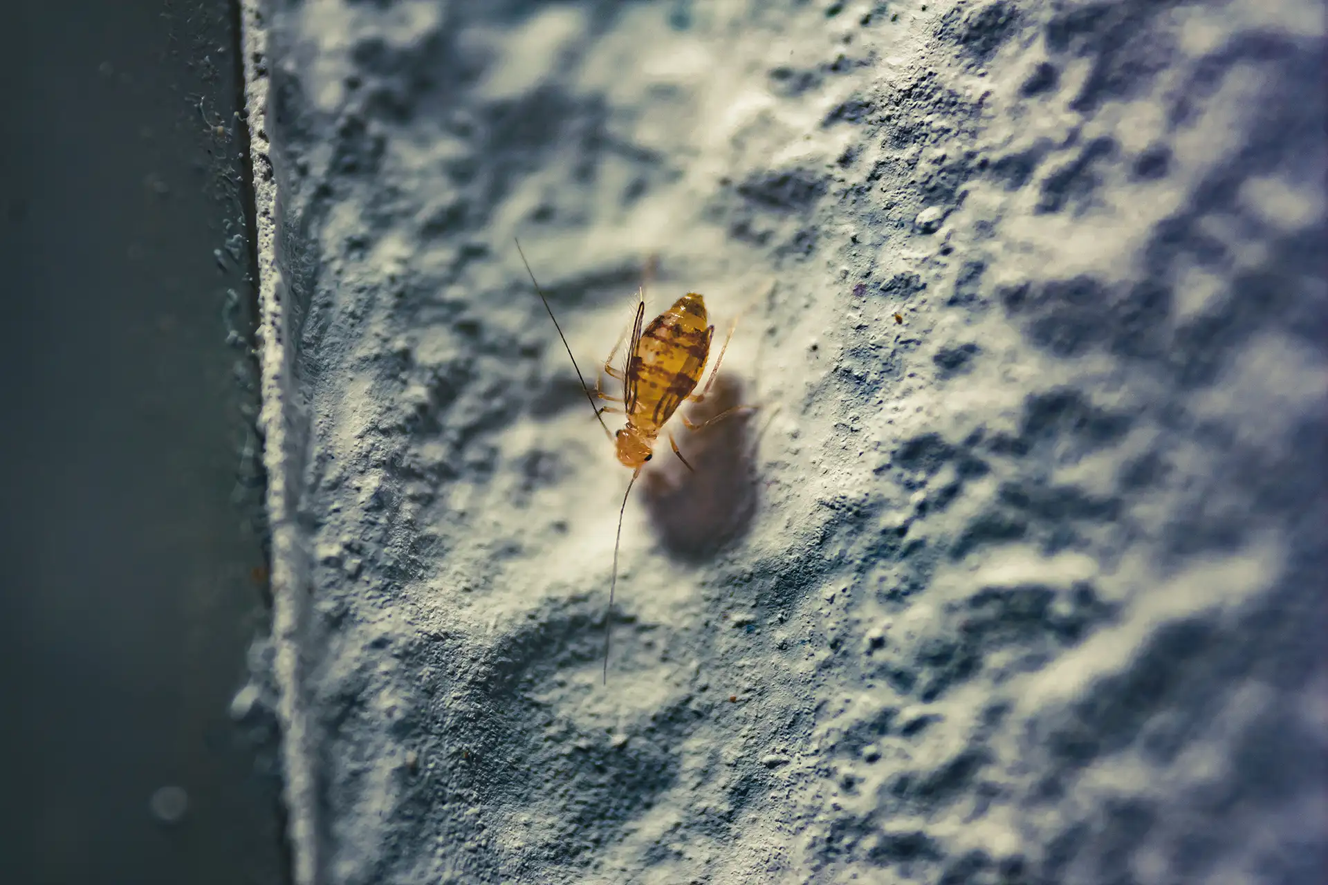 How Experts Remove Ceiling Booklice Without Ruining Decor