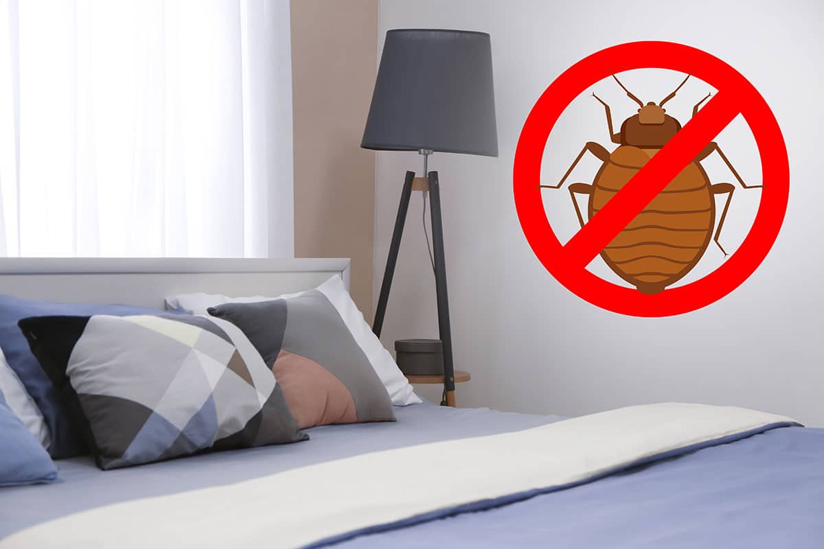 Bed Bug Infestations in Singapore: Safe Chemical Treatments