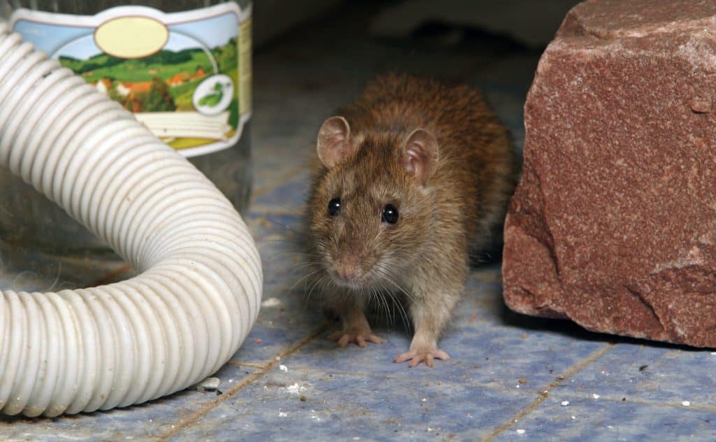 How Pest Control Protects You From Rat-Related Health Risks