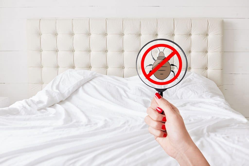 Pest Control for Bed Bugs: DIY Myths vs Professional Reality