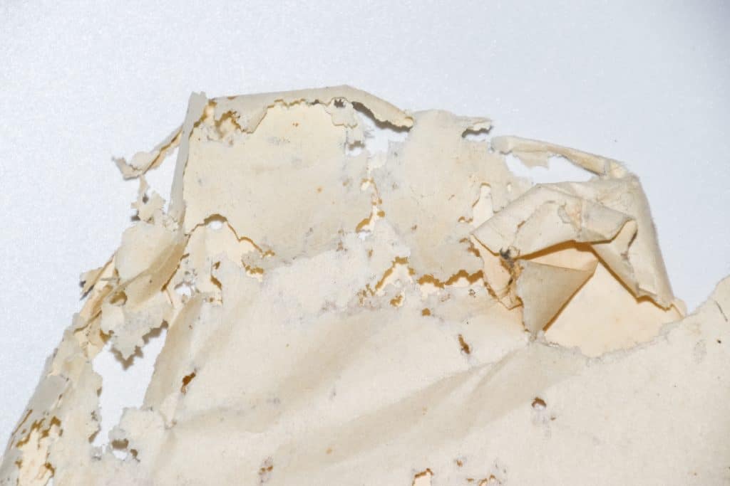 Booklice vs Silverfish What's Damaging Your Documents