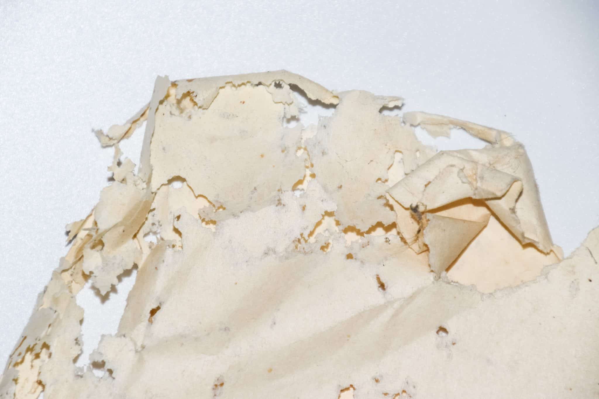 Booklice vs Silverfish What's Damaging Your Documents