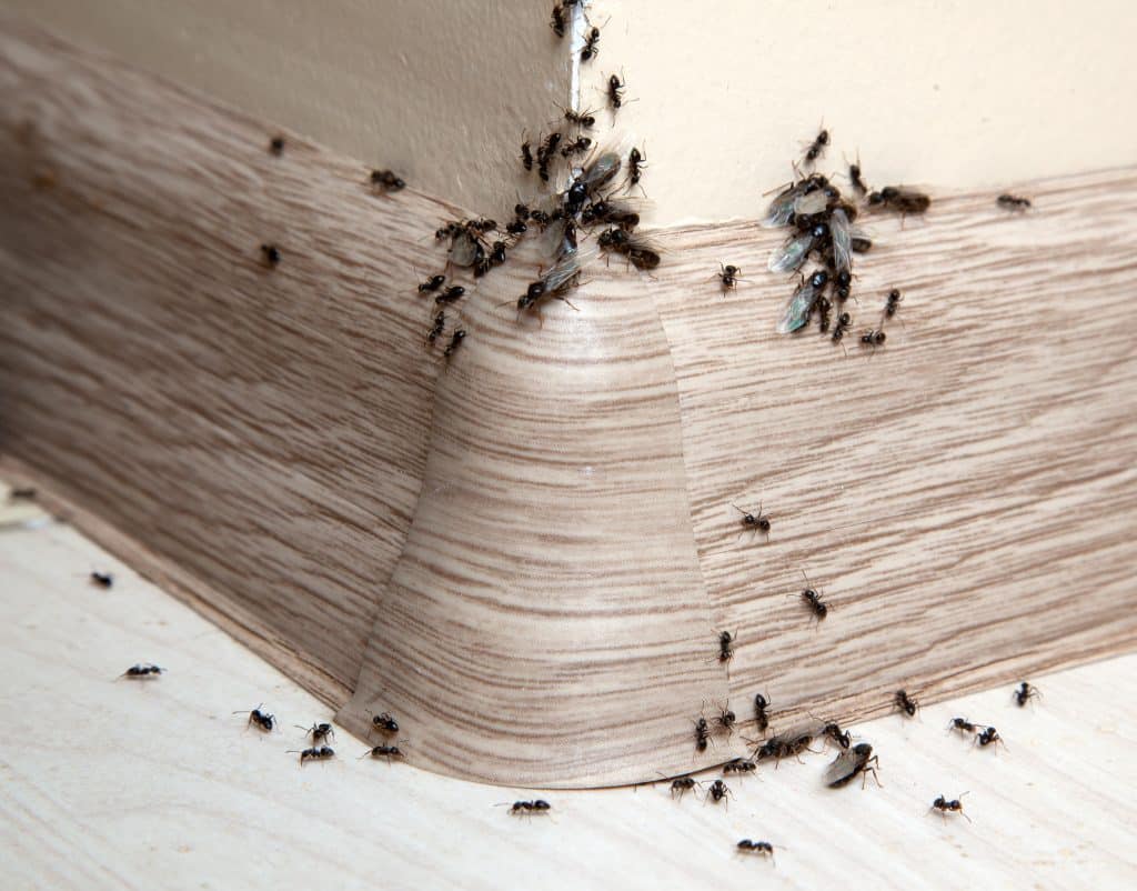 How to Identify Flying Termites and Ants in Singapore
