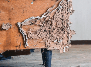 termites singapore greencare