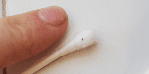 booklice Singapore size